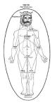 https://thumb.wikimedia.org/wikipedia/commons/thumb/9/94/Adamtree.jpg/250px-Adamtree.jpg?utm_source=fr.wikipedia.org&utm_campaign=parser&utm_content=thumbnail